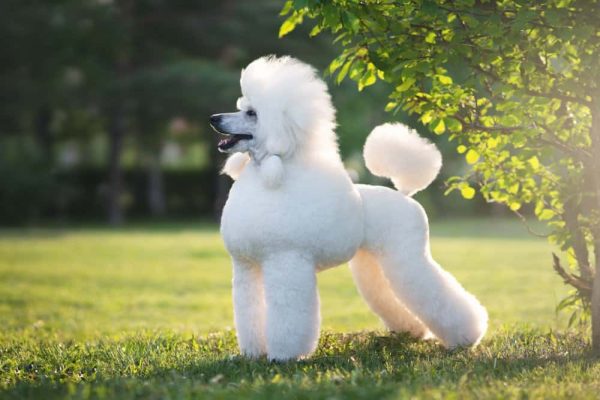 Chó Poodle: Với bộ lông xòe như váy cùng khối óng ả, chúng sẽ khiến bạn liên tưởng đến những chiếc váy cầu kỳ và đầy màu sắc. Xem ngay những bức ảnh về Poodle để cảm nhận vẻ đẹp sang trọng và đẳng cấp của giống chó này.