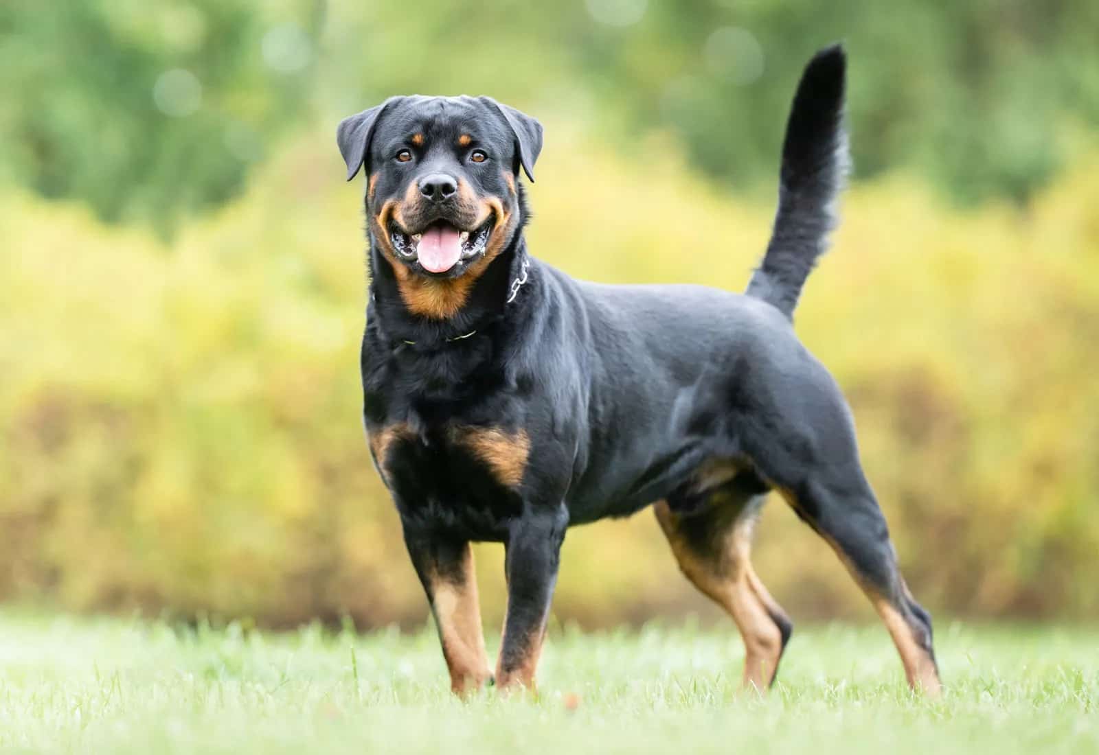 Hình ảnh chó Rottweiler con đẹp trên thế giới