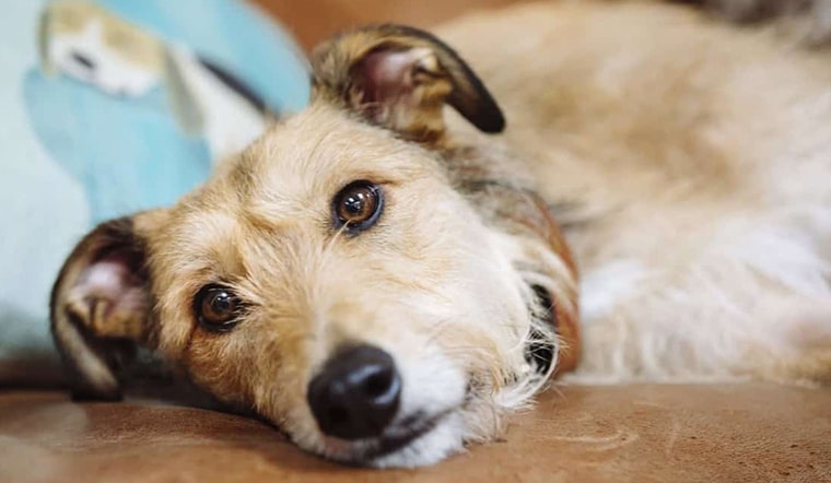 triệu chứng và cách điều trị bệnh parvo ở chó