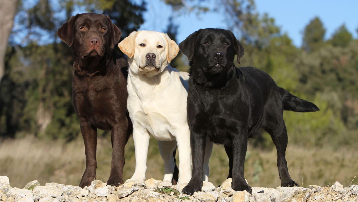 các giống chó được huấn luyện thành chó nghiệp vụ