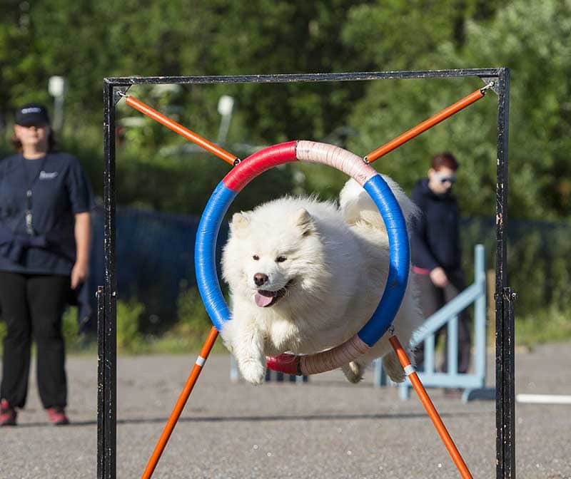 huấn luyện chó samoyed